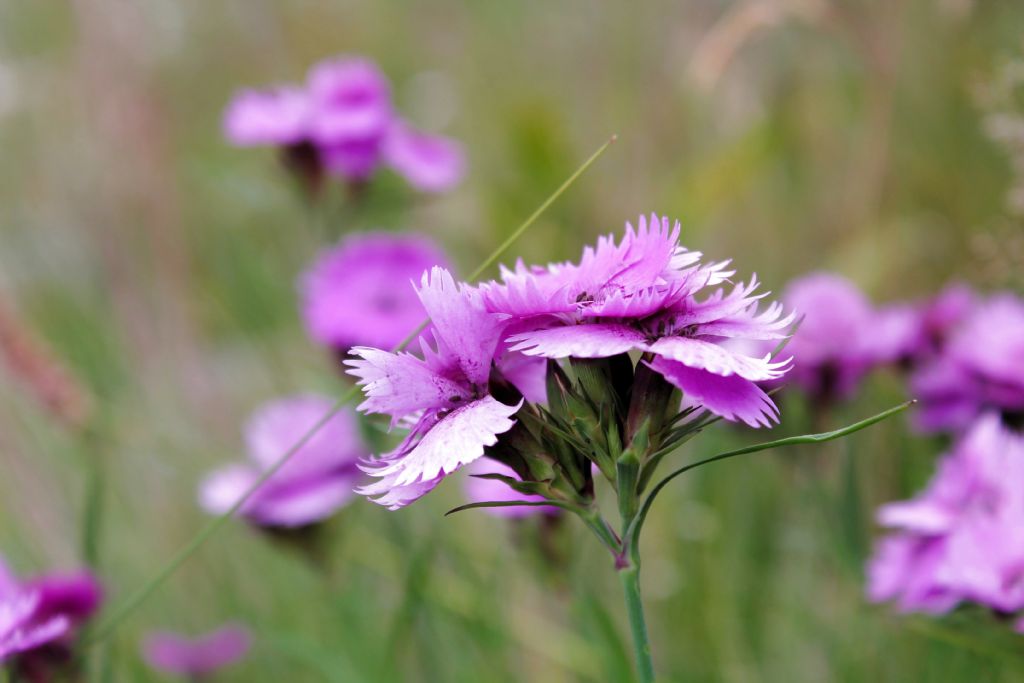 Dianthus seguieri / Garofano di Seguier